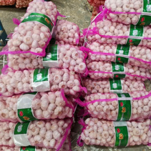 TOP QUALITY COLDROOM NORMAL WHITE GARLIC