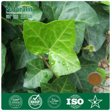 Top Quality 100%Pure Chinese ivy Extract