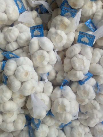 garlic material factory from jinxiang