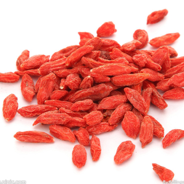 China blushwood berry ningxia goji berry dragon herbs goji berry