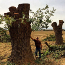 South American Walnut Slab Import Ecuador