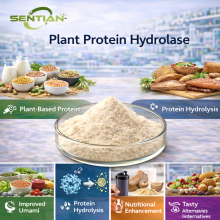 Food Grade Plant Protein Hydrolase Supplier