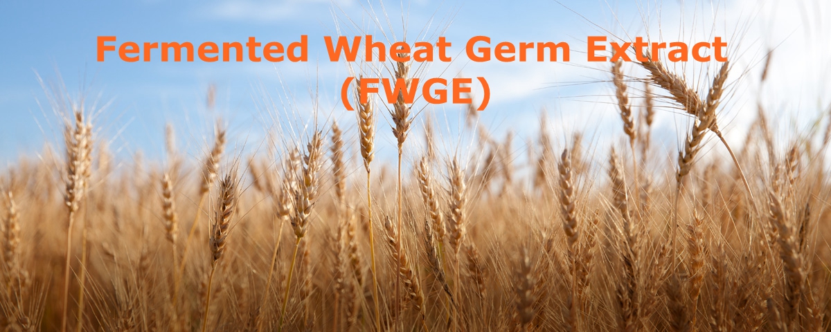 Fermented wheat germ extract