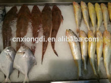 marine ice makers 1t per day