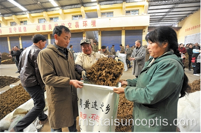 Koptis berberine yang sahih