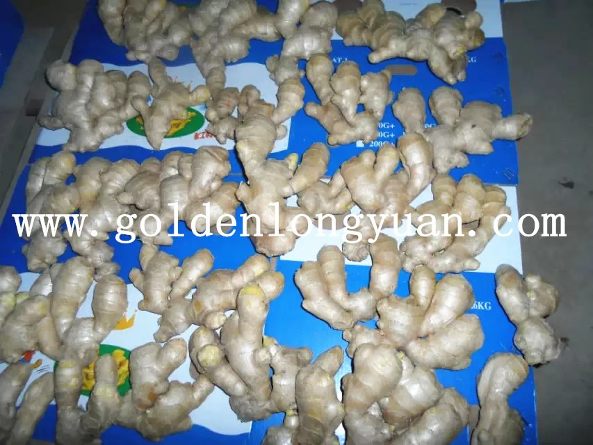 Qualified Fresh Ginger for EU 150g up in PVC Box