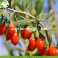 Factory Wholesale Natural Top Quality Wolfberry