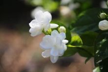 Jasmine Absolute Essential Oil 30ml