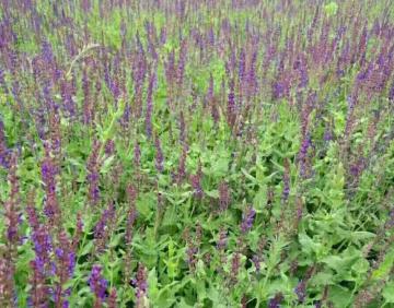 Flower seeds in lexington ky