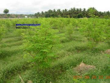 Superior Quality Moringa Leaves Suppliers India