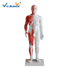 Acupuncture Muscle Model 60CM Male