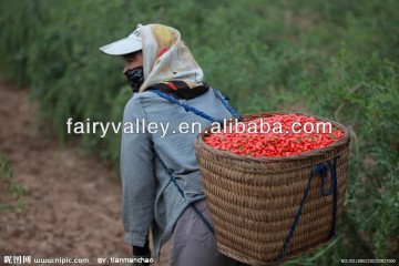 Goji fruit plants seeds wolfberry seeds for sale good goji berryies benefits