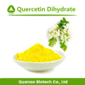 Extrait de Sophora Japonica Quercétine Dihydrate 98% Poudre UV