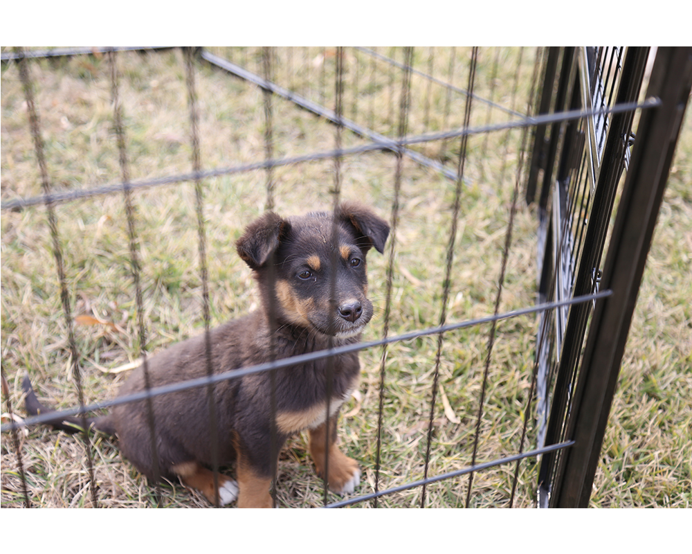 Faltbarer Hund Laufstall Folding Dog Playpen