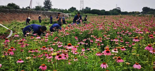 Echinacea Purpurea Extract 1