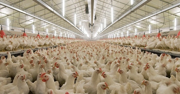 T12 LED Tube Improve Egg/Meat Production, More Light, Less Energy, Easy to Clean