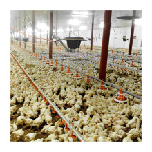 Automatic Poultry Feeding and Drinking System for Broilers and Breeders