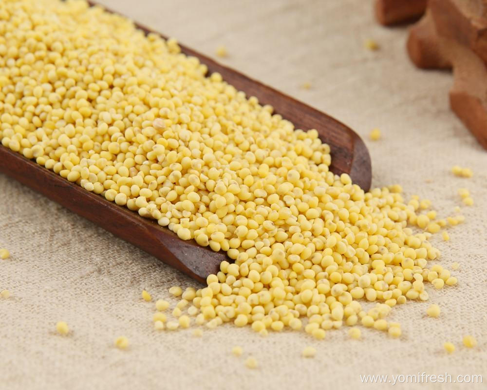 Proso Millet Seed For Sale