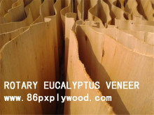 Eucalyptus Veneer