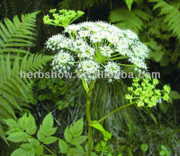 Chinese Angelica Seeds for Sowing & Dang Gui