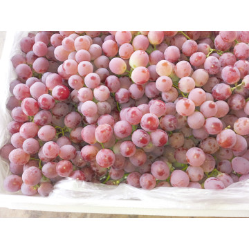 ახალი მოსავლის წითელი გლობუსის ყურძენი