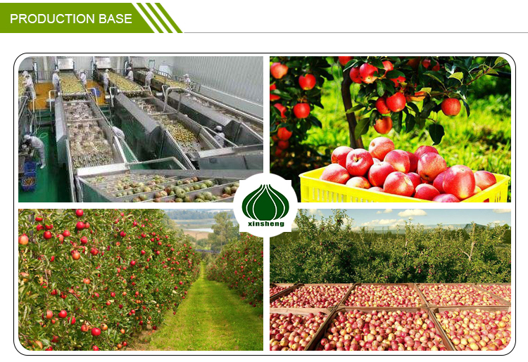 manufacturer price top guality fresh royal fruit gala apple