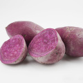 Nutrição de alta venda e deliciosa batata-doce roxa