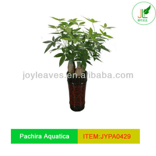 Artificial Pachira Aquatica