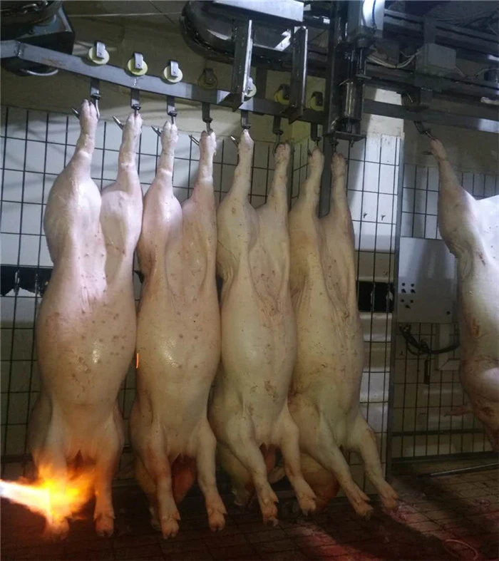 Automatic Pig Slaughterhouse Equipment with High Efficiency