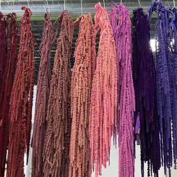 Colorful Preserved Amaranth: White, Pink, Red Long Stem Flowers for House Decoration