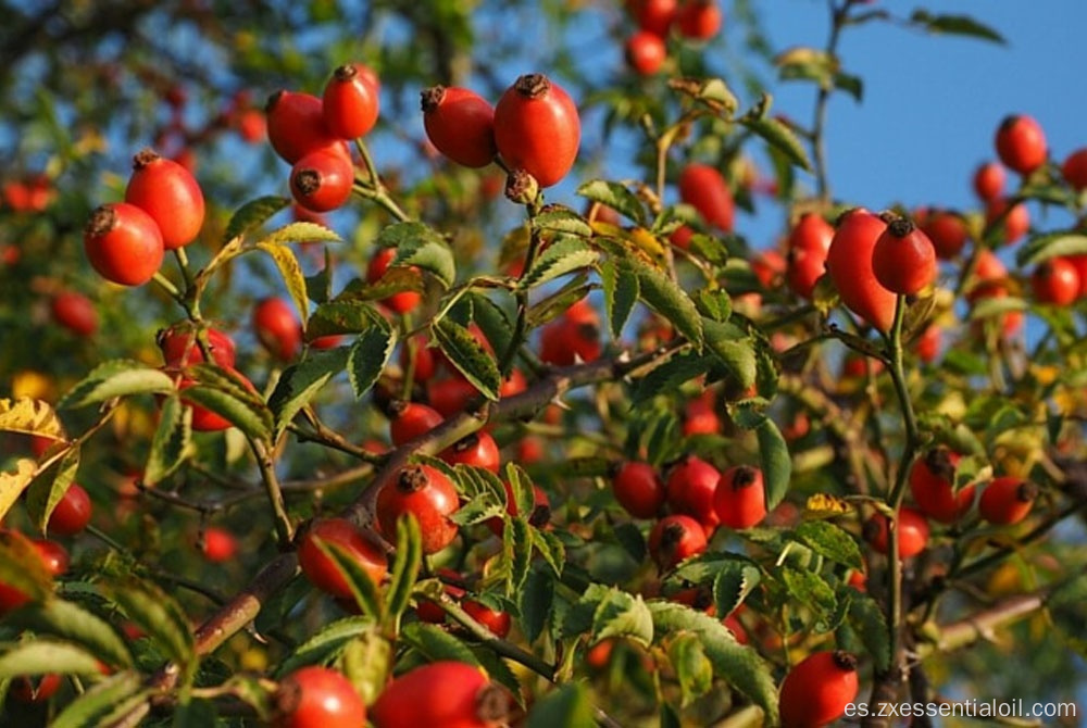 Suministro de fábrica a granel de aceite de portador de rosa mosqueta natural puro