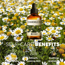Chamomile essential oil
