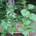 Suporte de planta espiral de tomate galvanizado quente