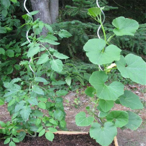 Support de plante en spirale de tomate galvanisée par immersion chaude