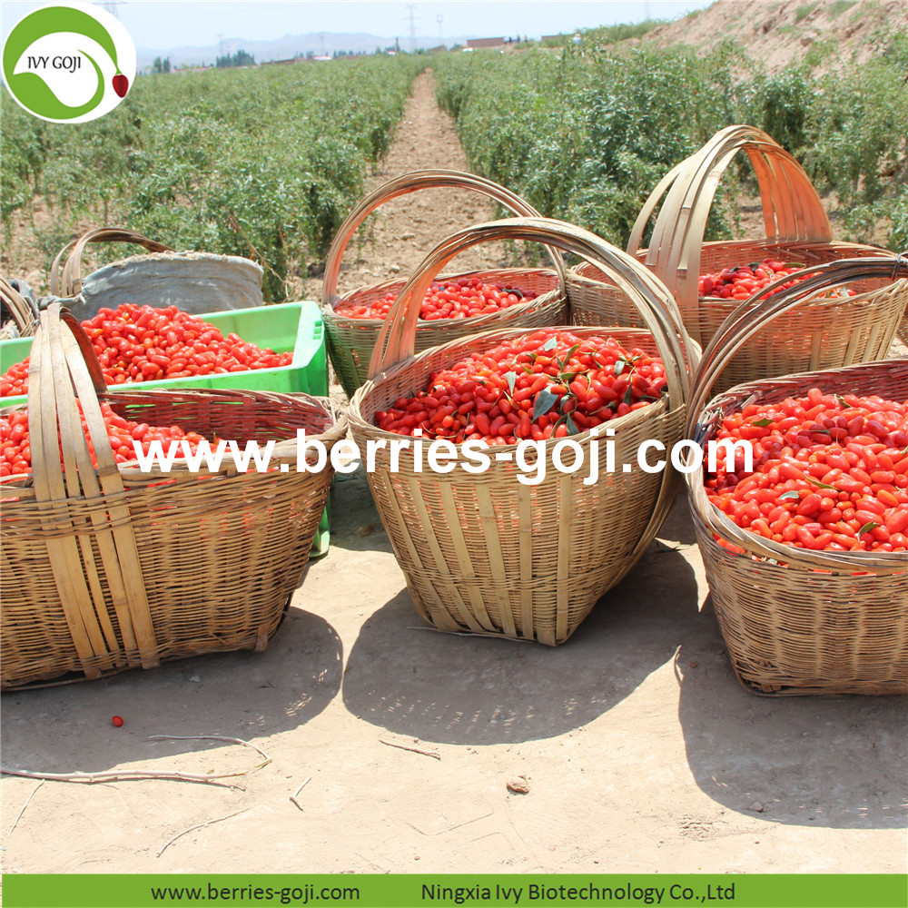 goji berry