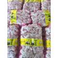 Purple garlic normal white garlic loose packing