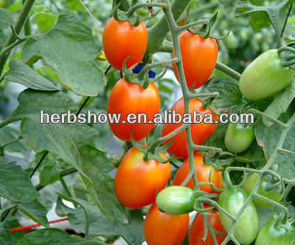 HS-Ruiyou301 F1 Hybrid Cherry Tomato seeds for sale & tomato planting