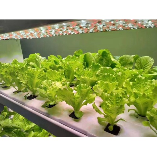 Accponic Hydro Indoor Complete Hydroponic System