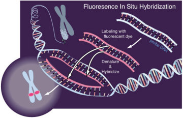Fluorescent In Situ hybridization (FISH)