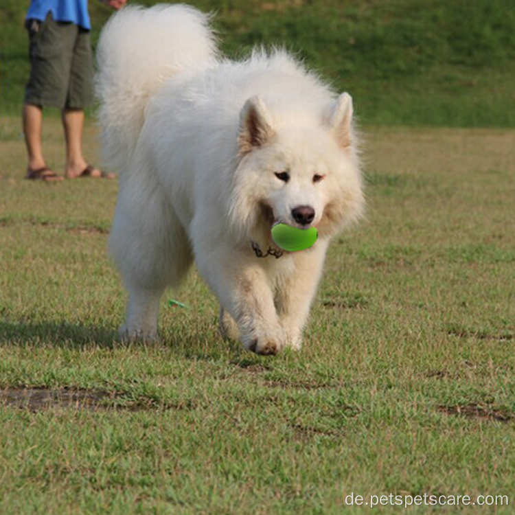 Fangen Sie Rugby Interactive Traning Dog Ball Agility -Geräte