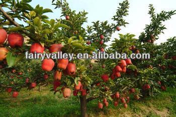 Honeycrisp Apple Tree Seeds/Apple Trees From Seeds/Planting Apple Trees From Seed