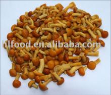 brined nameko in drums