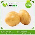 50g - 100g baru kentang segar pemborong