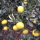 Frische Orangenblüten zum Verkauf