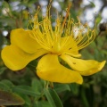 Forsythiin Hypericum perforatum extract phillyrin