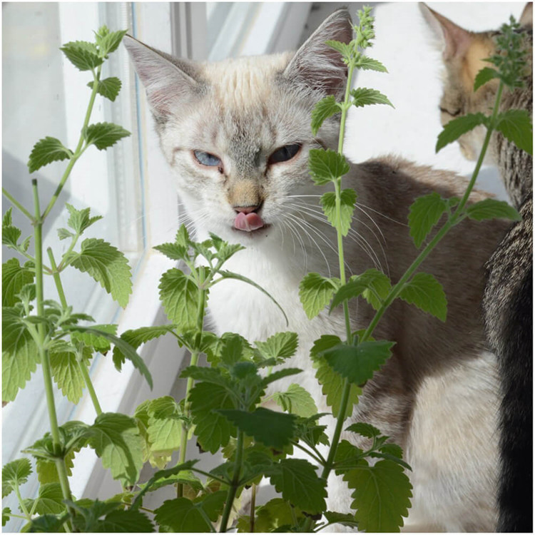 reines natürliches Katzenminzenöl