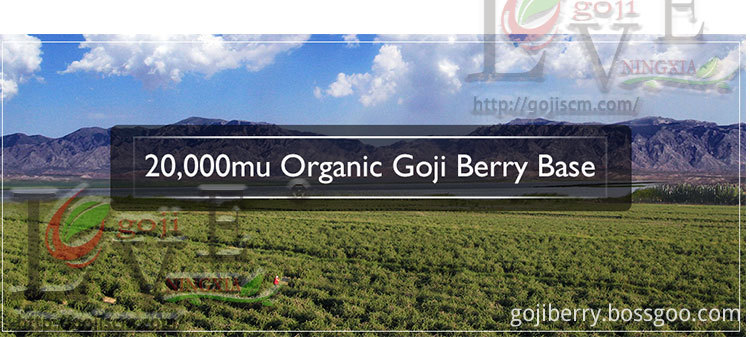 ORGANIC DRIED GOJI BERRY base