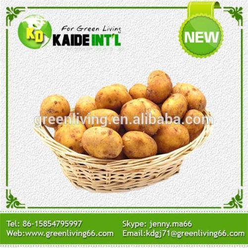 Fresh Potato In Bangladesh