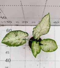 caladium indoor plants in stock