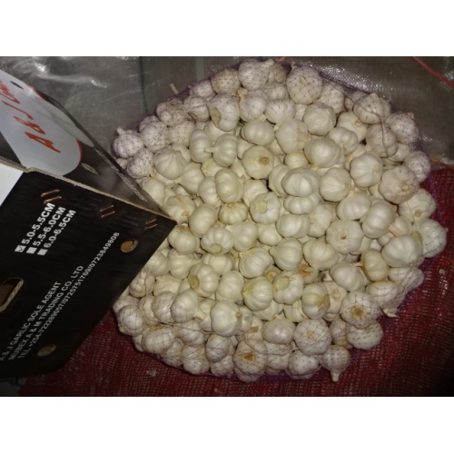 Good Quality Pure White Garlic 2020